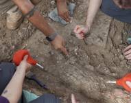 Empleados de la Autoridad de Antigüedades de Israel (IAA) descubren un colmillo de elefante de 2,40 metros de largo cerca de Gedera, en el sur de Israel.