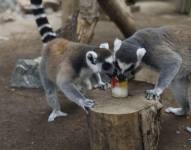 Unos lémures comen un helado de frutas en el zoo de Córdoba, en una imagen de archivo.