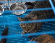 1 000 gatos rescatados en China