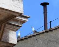 Dos gaviotas al lado de la chimenea de la Capilla Sixtina en el segundo día del cónclave para elegir un nuevo papa en la Ciudad del Vaticano.