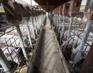 Cerdos en una granja porcina en Manacor, Mallorca. A principios de esta semana, España desplegó más de 100 efectivos del ejército para ayudar a contener un brote de peste porcina africana.