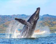 Fotografía de una ballena jorobada.