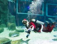 Un buzo disfrazado de Papá Noel nada hoy en el acuario AquaRio, en Río de Janeiro (Brasil). EFE/André Coelho