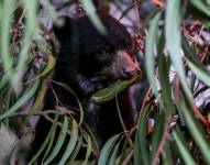 Fotografía de archivo de un oso andino en el Zoológico de Quito (Ecuador).
