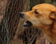 Una de las señales de la rabia en animales es el cambio de actitud en la mascota, como la agresividad o la generación de mucha saliva. Pixabay/Archivo