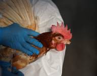 Campaña de vacunación contra la gripe aviar
