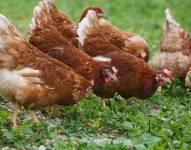 Imagen referencial de alquiler de gallinas en Estados Unidos.