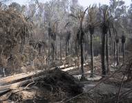 Fotografía que muestra palmeras quemadas por el incendio en el Jardín Botánico de Viña del Mar.