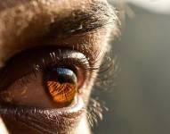 Imagen referencial del ojo humano.