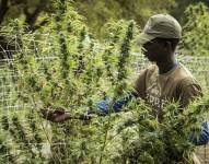 Imagen referencial de una plantación de cannabis. Foto: (https://weed.review)