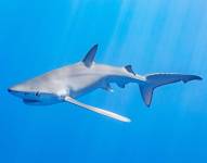 Imagen de un tiburón tintorera.