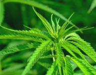 Consumo de marihuana. Foto: Pixabay - Archivo