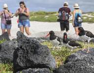 Los turistas caminan y toman fotos cerca de aves ostreros en la Bahía Tortuga en la Isla Santa Cruz, parte del archipiélago de Galápagos en Ecuador, el 26 de junio de 2023.