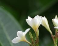 La vainilla florece en Manabí: un cultivo exótico que promete transformar la agricultura local