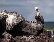 Fotografía de un piquero de pelícano el 8 de marzo de 2024, en la Isla Isabela, en las Islas Galápagos.