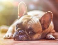 Foto referencial de un perro.