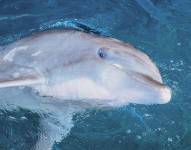 Fotografía cedida sin fechar de Clearwater Marine Aquarium (CMA) donde se muestra al delfín Hemingway, en Florida (EE.UU.). EFE/Clearwater Marine Aquarium