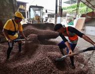 Los trabajadores recogen granos de cacao en un patio de secado en Guayaquil, Ecuador, el 20 de mayo de 2025.
