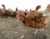 En dos décadas se han registrado cerca de 900 casos de gripe aviar H5N1 en seres humanos.