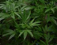 Imagen referencial de una planta de cannabis.