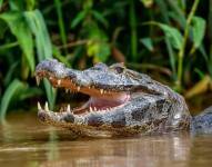 Un caimán muerde a una anciana en un lago de Florida