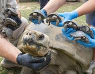Nacen 16 tortugas gigantes de Galápagos en zoológico de Filadelfia, Estados Unidos