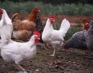 Fotografía de archivo de gallinas en una granja avícola.