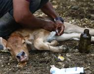 Plaga de Gusano Barrenador.