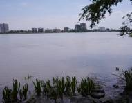 El agua del río Daule ha estado hasta 100 veces más turbia de lo habitual por el fuerte invierno