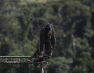 Yoko, el último chimpancé que se encontraba en cautiverio en Colombia, fue presentado este martes al público en el Santuario de Grandes Primates de Sorocaba, en el estado brasileño de São Paulo.