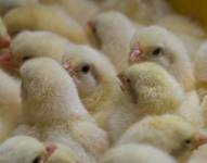 Foto de industria agrícola