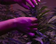 Fotografía de un invernadero de marihuana, el 19 de abril de 2022, en la ciudad de Morelia, en Michoacán (México). EFE/ Iván Villanueva