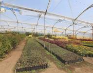 Viveros municipales.