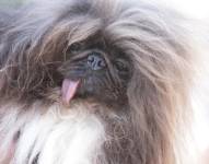 Wild Thang, el pequinés de 8 años