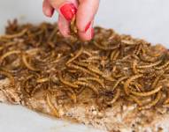 La chef Andrea Staudacher, especializada en cocinar insectos, esparce gusanos caramelizados sobre una masa en Berna (Suiza).