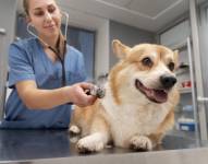 Veterinaria revisando a un perro