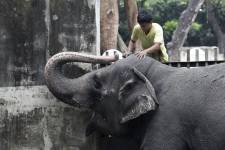 Fotografía de archivo de la elefanta Mali en el Zoológico de Filipinas, en 2012