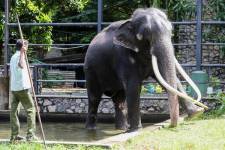 Foto referencial de un elefante paquidermo en una de las áreas turísticas de Sri Lanka