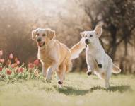 Fotografía de dos perritos corriendo en campo abierto.