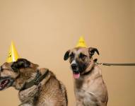 Cumpleaños de todos los perros.