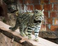 Foto referencial de un gato andino.