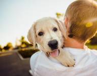 En la imagen se observa un perro en los brazos de su dueño. Foto: Pixabay