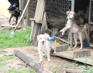 En la imagen tres de los siete perros que estaban encadenados.