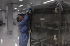 El proceso de producción arranca en unas bandejas llenas de agua a temperatura regulada donde se crían las larvas.