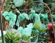 Una bananera de Ecuador.