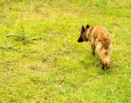 Tras el incremento de ataques terroristas con el uso de explosivos, Ecuador incluyó canes en los entrenamientos de rutina del Escuadrón Canino de Élite.