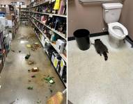 Composición de dos fotografías; primera imagen muestra los estantes revueltos y las botellas con alcohol rotas y tiradas al suelo. En la otra imagen está el mapache borracho y desmayado en el baño de la licorería.