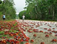 Turistas y personas locales pueden observar la migración de cangrejos rojos con indicaciones y precauciones.