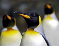 Varios pingüinos emperadores.