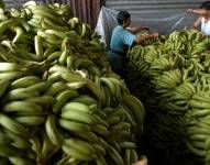 Imagen de trabajadores colocando bananos. Foto de archivo.